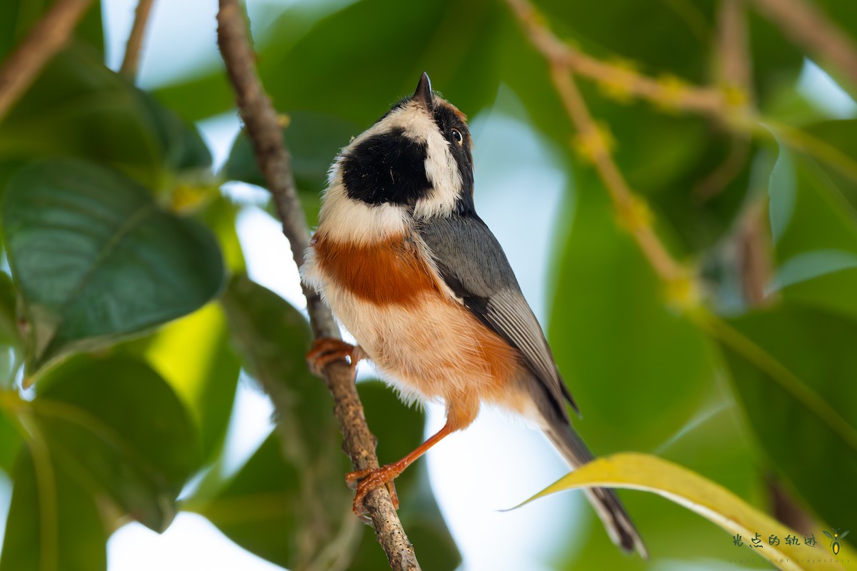 Black-throated Tit - ML624251590