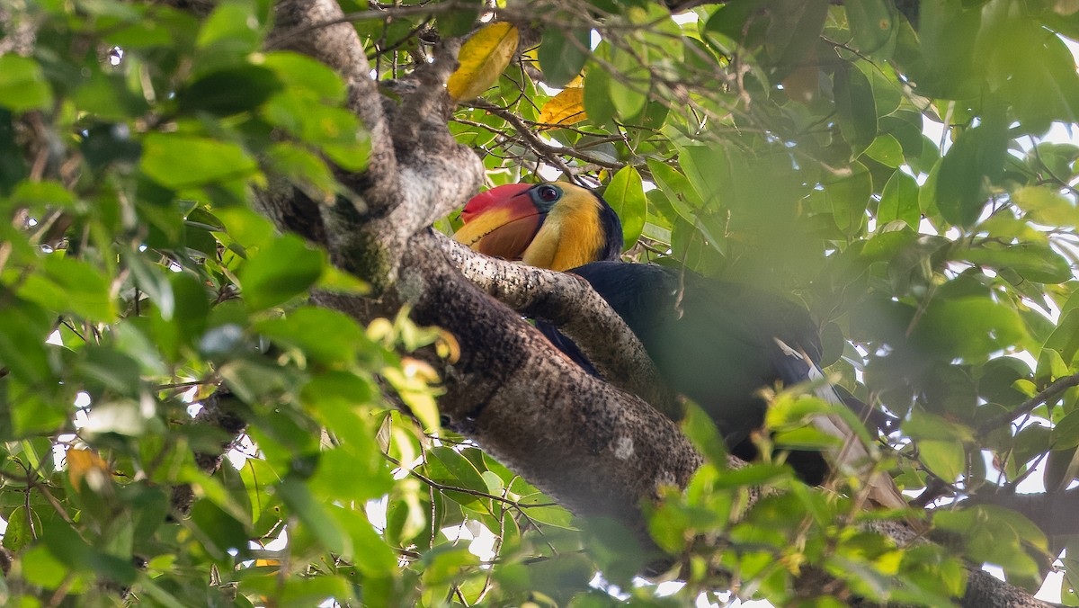 Wrinkled Hornbill - ML624251627