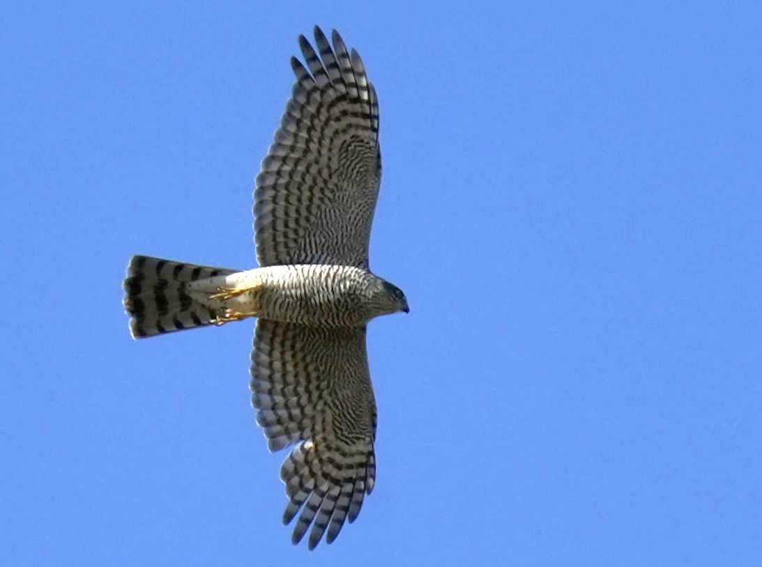 Eurasian Sparrowhawk - ML624251641