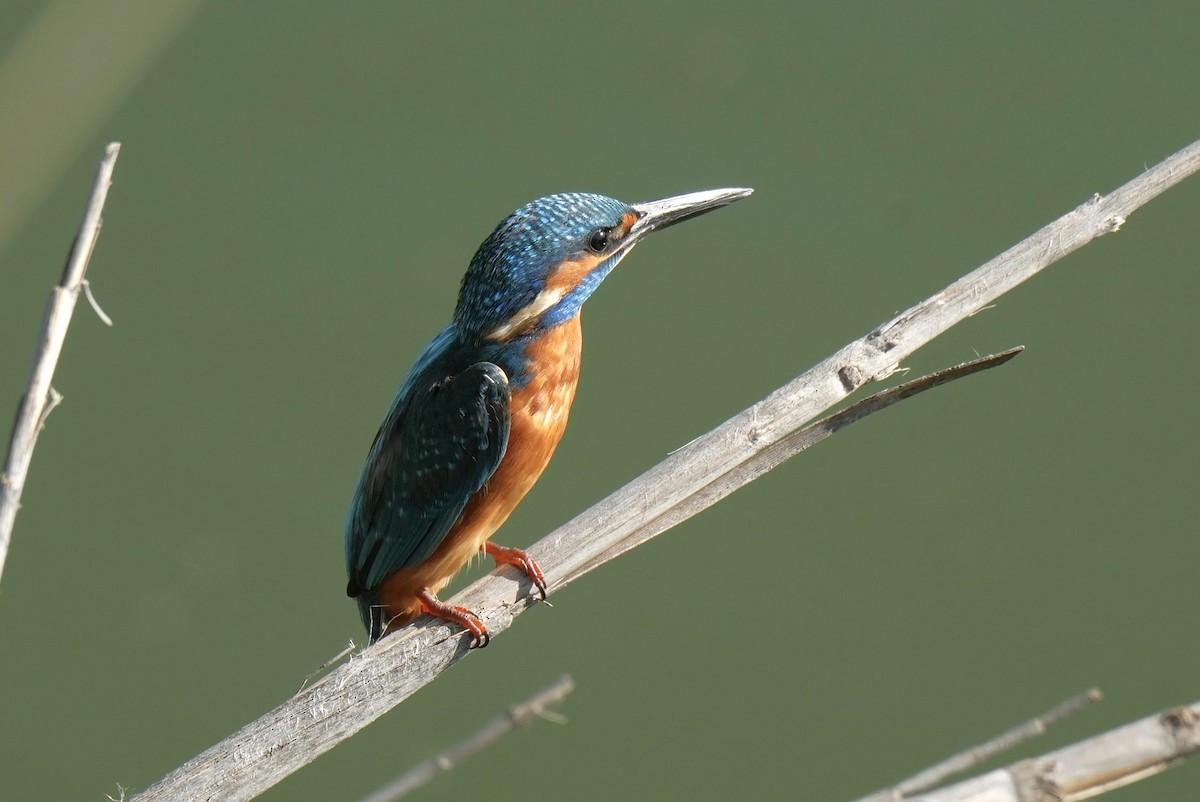 Common Kingfisher - ML624251645
