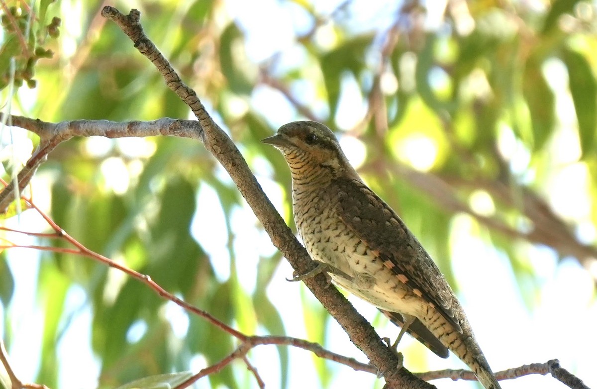 Eurasian Wryneck - ML624251648