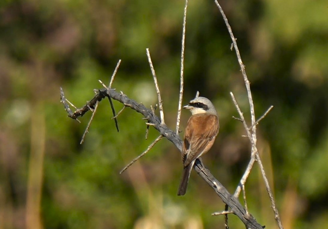 Red-backed Shrike - ML624251653