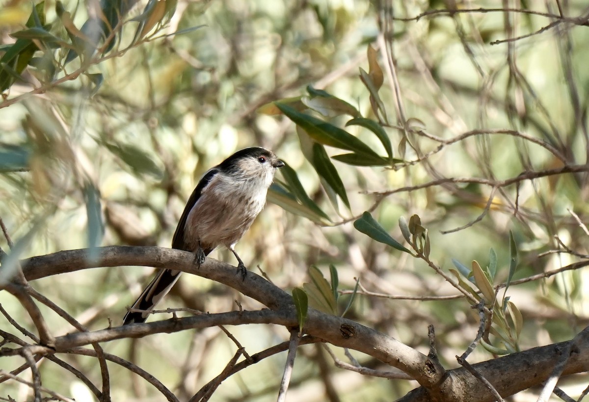 Long-tailed Tit - ML624251659