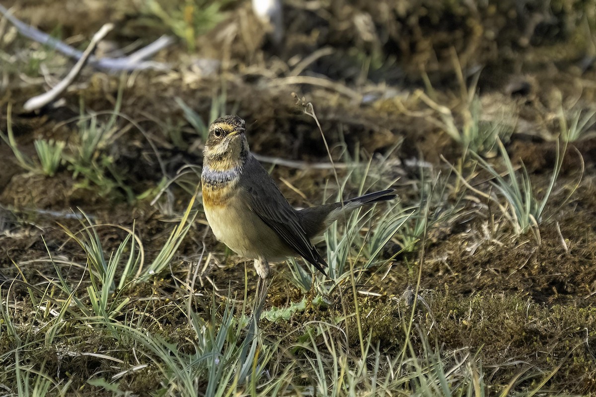 Blaukehlchen (Rotsterniges) - ML624251672