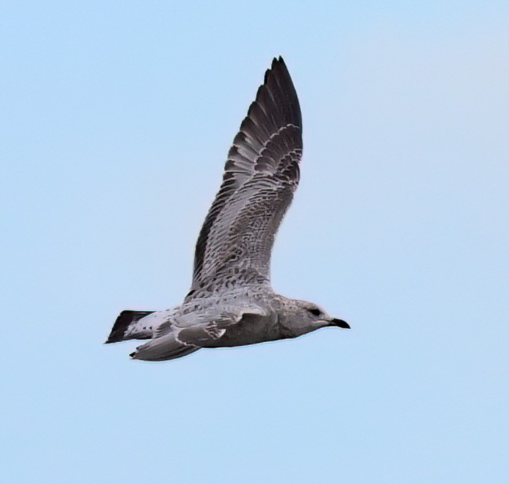 Ring-billed Gull - Charlotte Byers