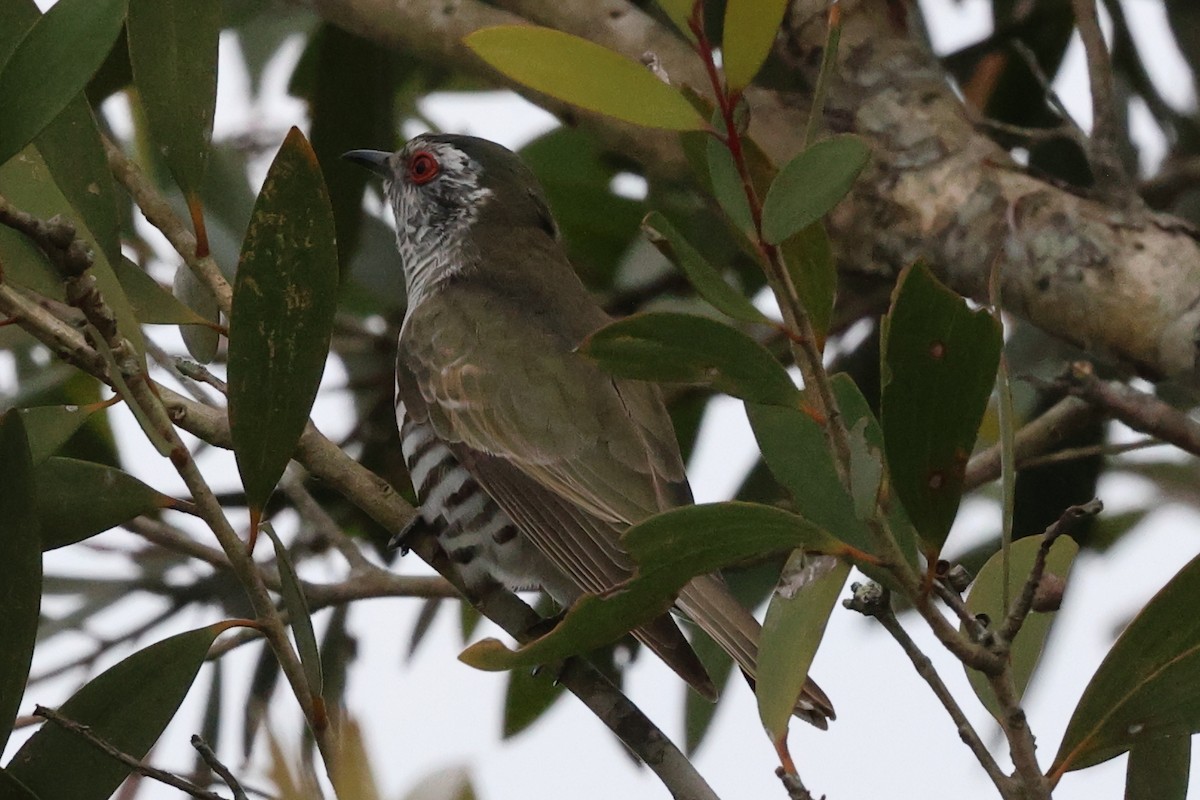 Little Bronze-Cuckoo - ML624251724
