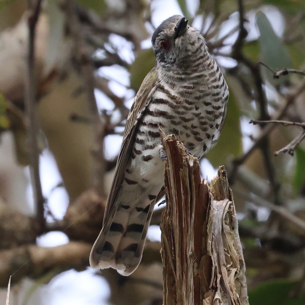 Little Bronze-Cuckoo - ML624251726