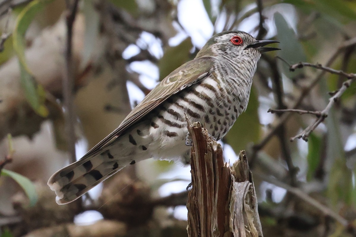 Little Bronze-Cuckoo - ML624251727