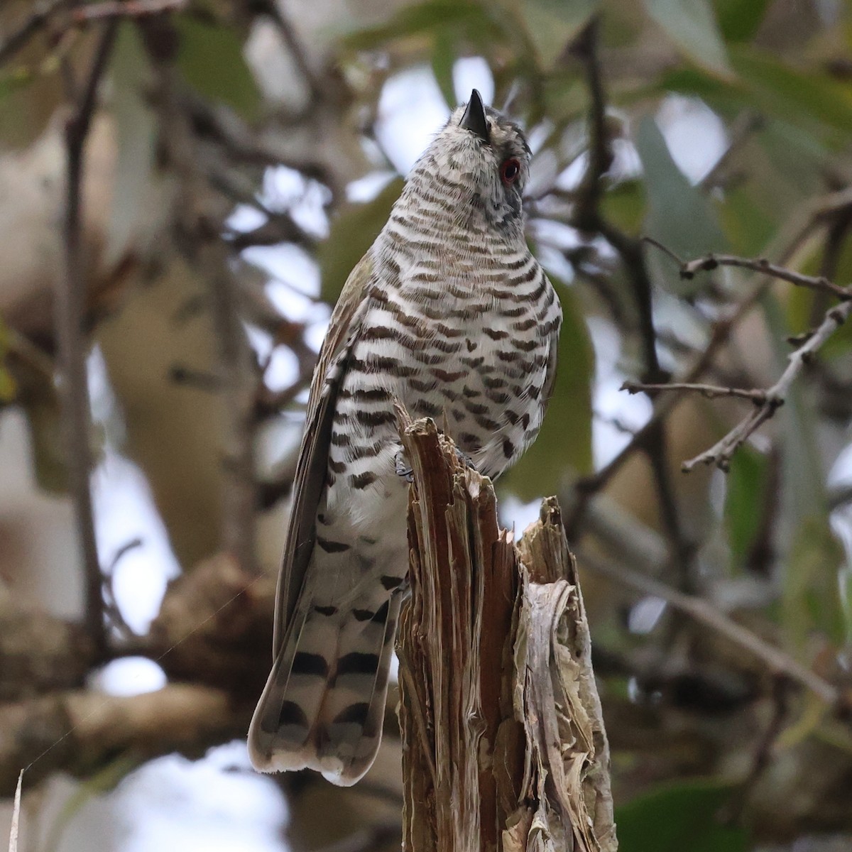 Little Bronze-Cuckoo - ML624251728