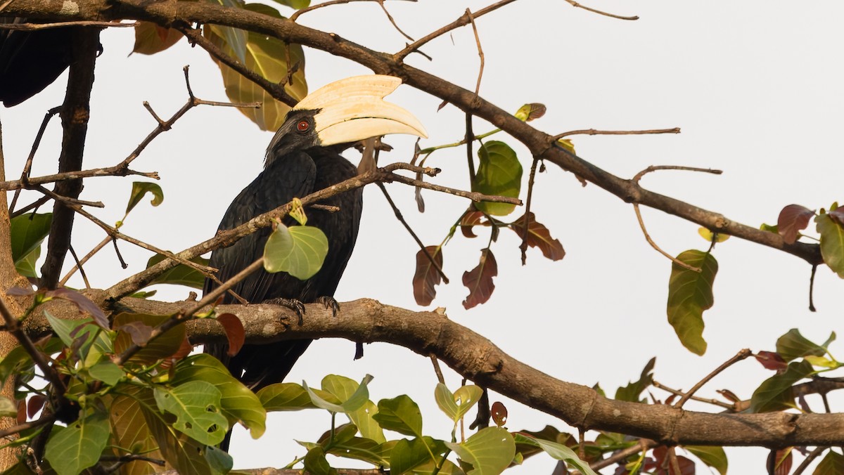 Black Hornbill - ML624251942