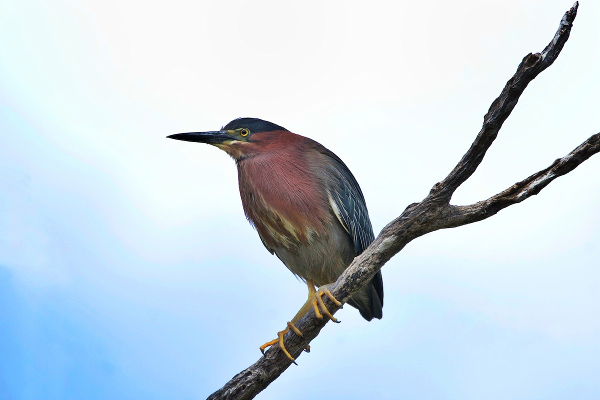 Green Heron - ML624251966