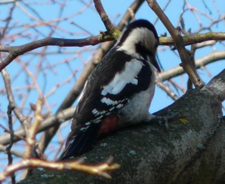 Syrian Woodpecker - ML624252042