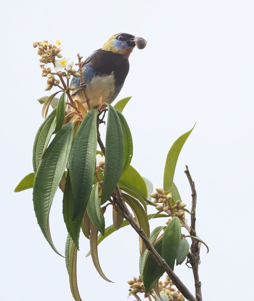 Golden-hooded Tanager - ML624252059