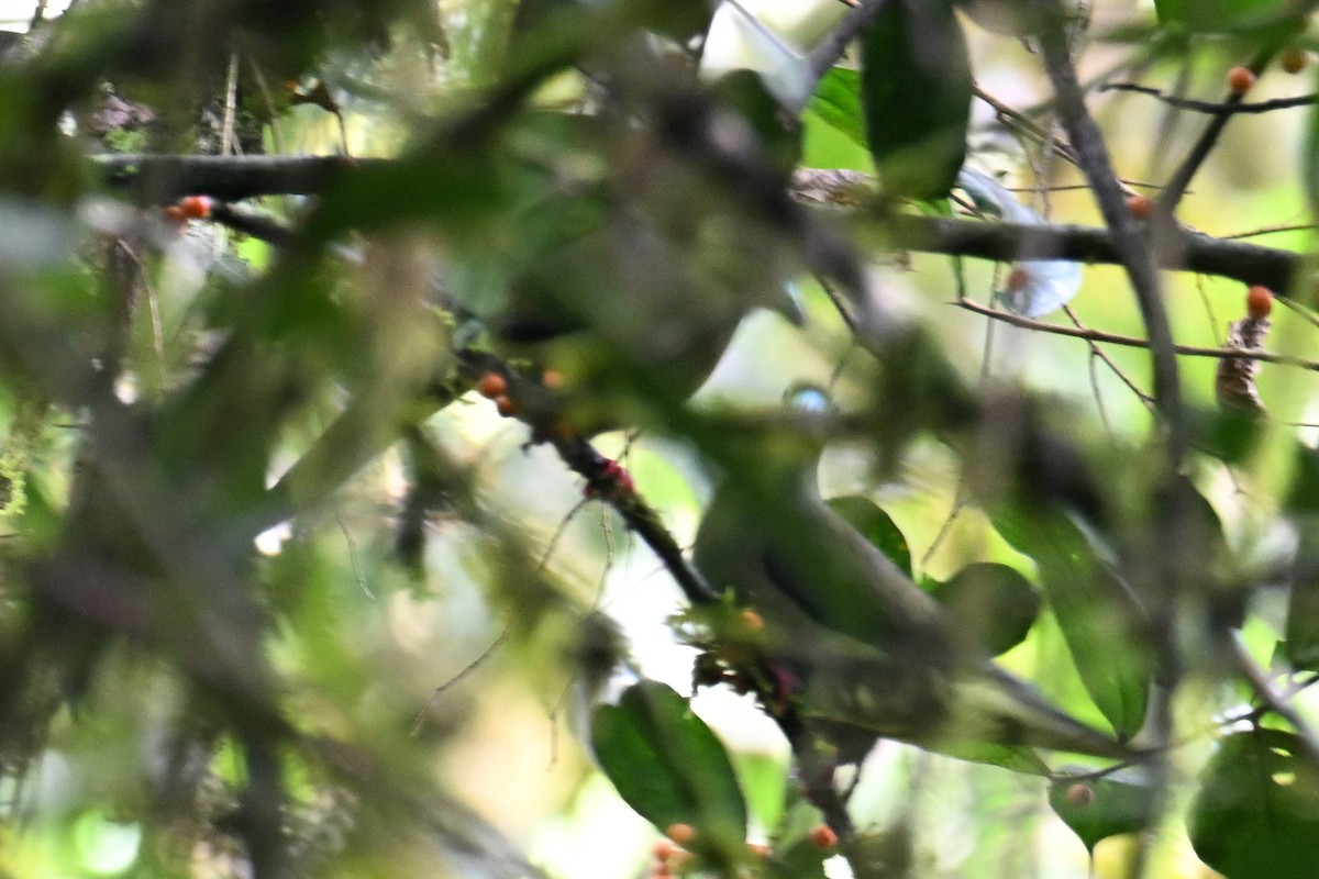 Sumatran Green-Pigeon - ML624252092