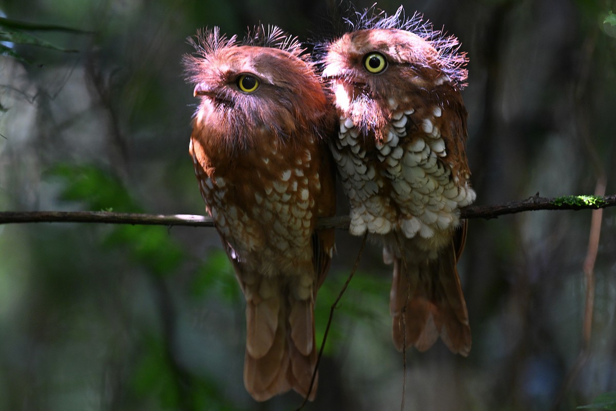 Sumatran Frogmouth - ML624252127