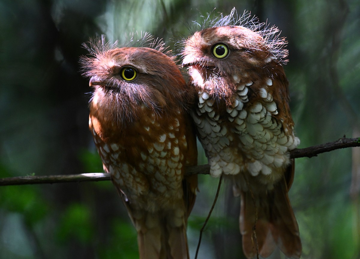 Sumatran Frogmouth - ML624252128