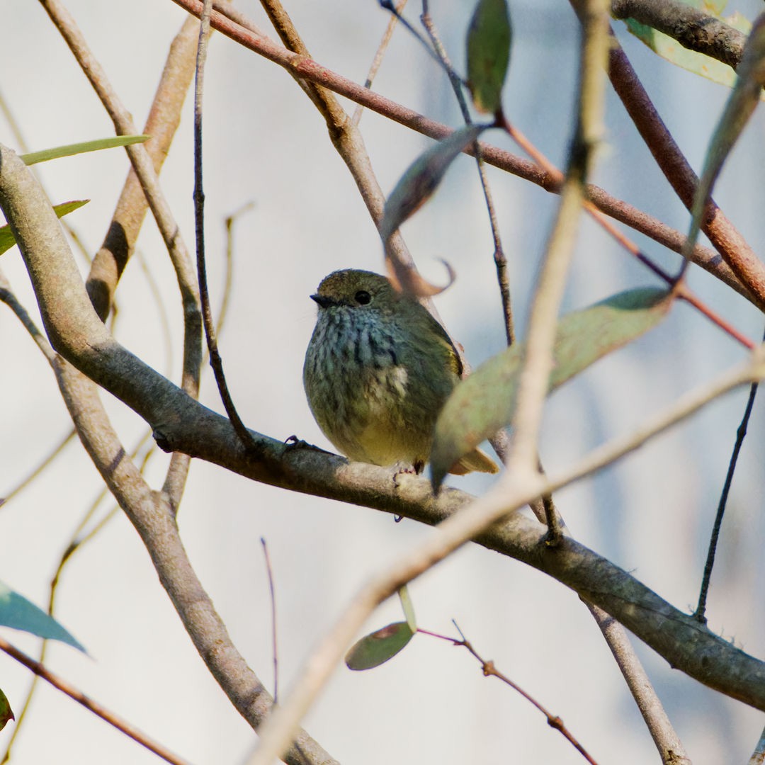 Brown Thornbill - ML624252132