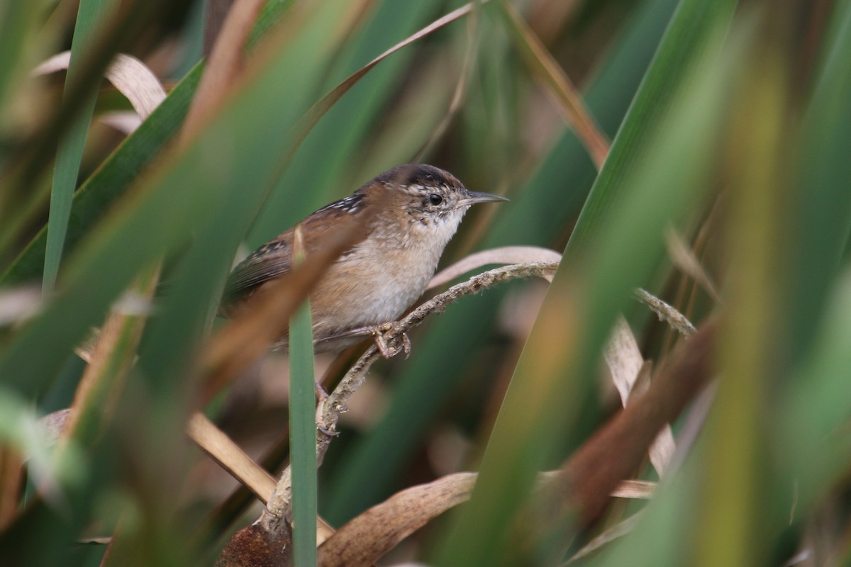 Marsh Wren - ML624252146