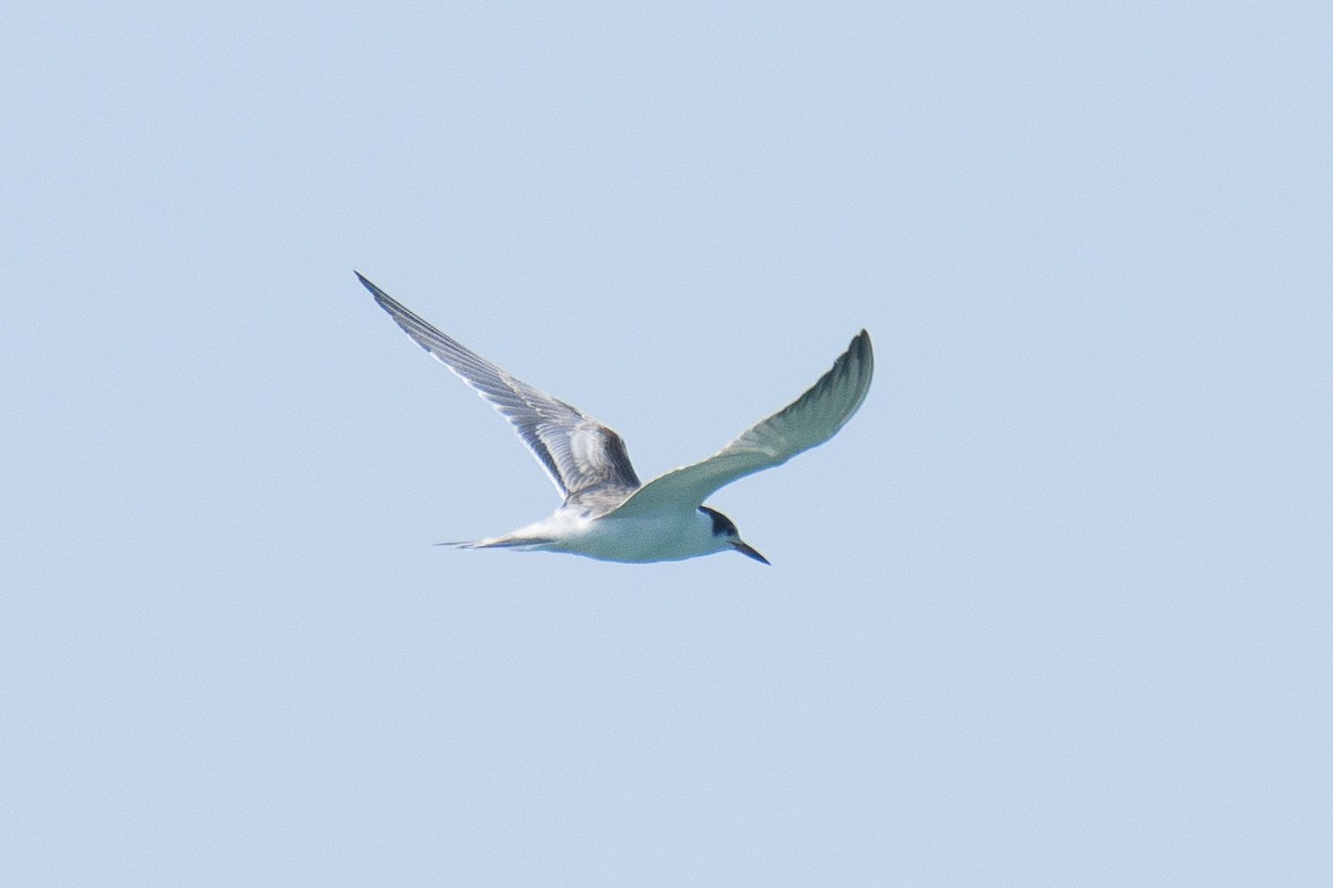 Common Tern - ML624252159