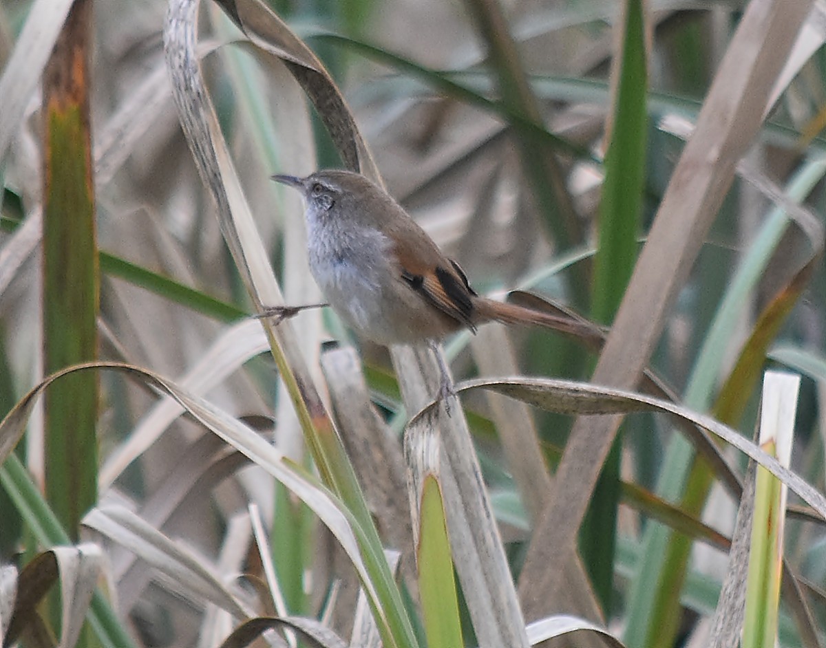 Sulphur-bearded Reedhaunter - ML624252180