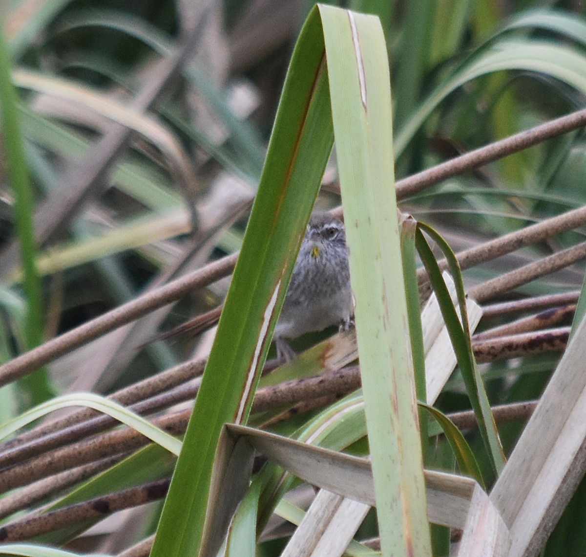 Sulphur-bearded Reedhaunter - ML624252181