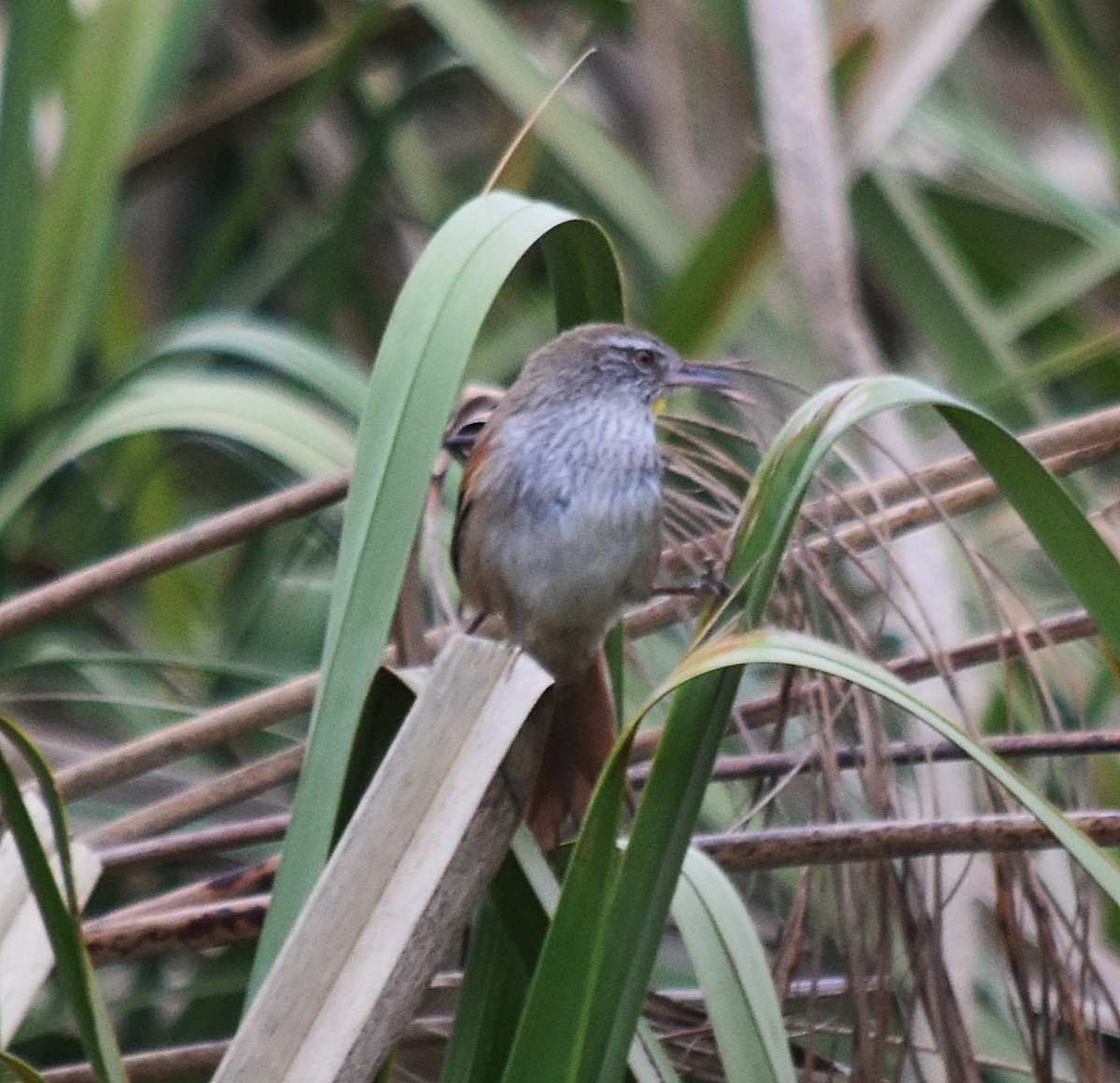 Sulphur-bearded Reedhaunter - andres ebel