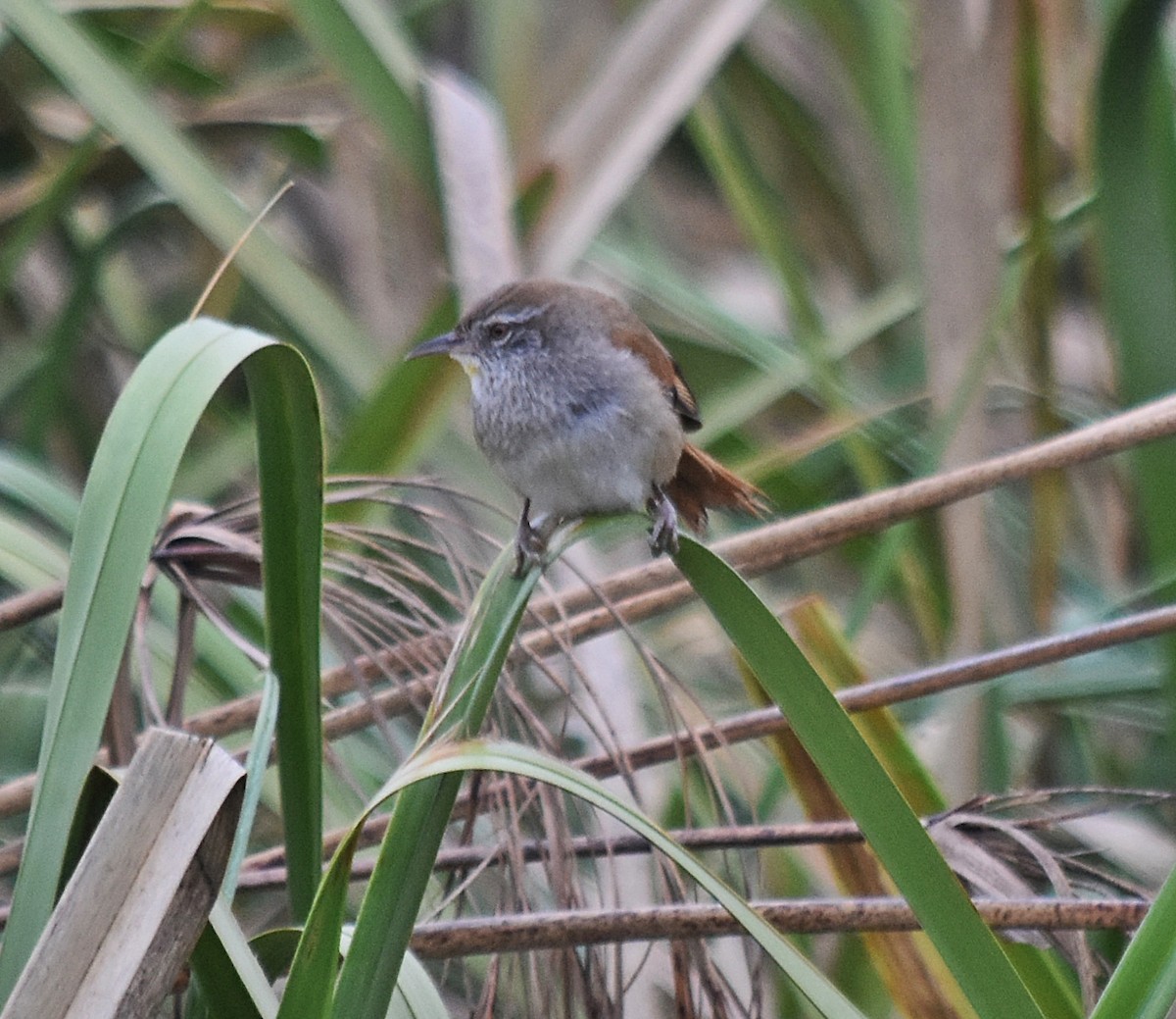 Sulphur-bearded Reedhaunter - ML624252183