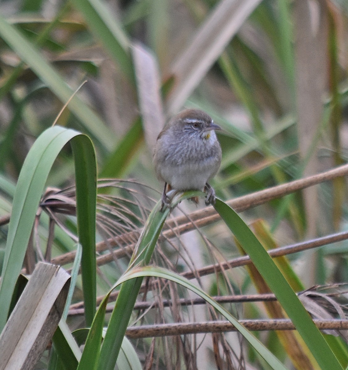 Sulphur-bearded Reedhaunter - ML624252184