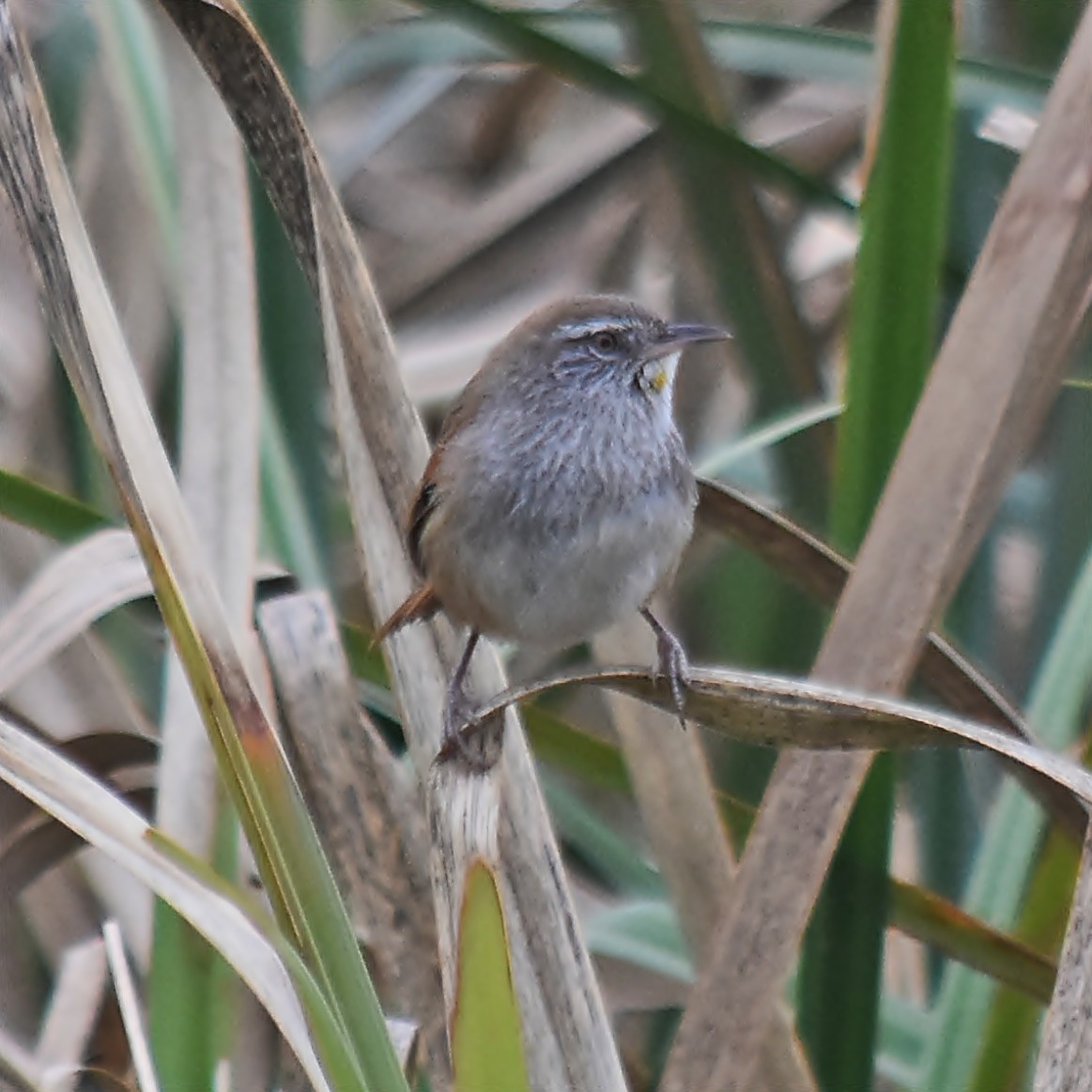 Sulphur-bearded Reedhaunter - ML624252185