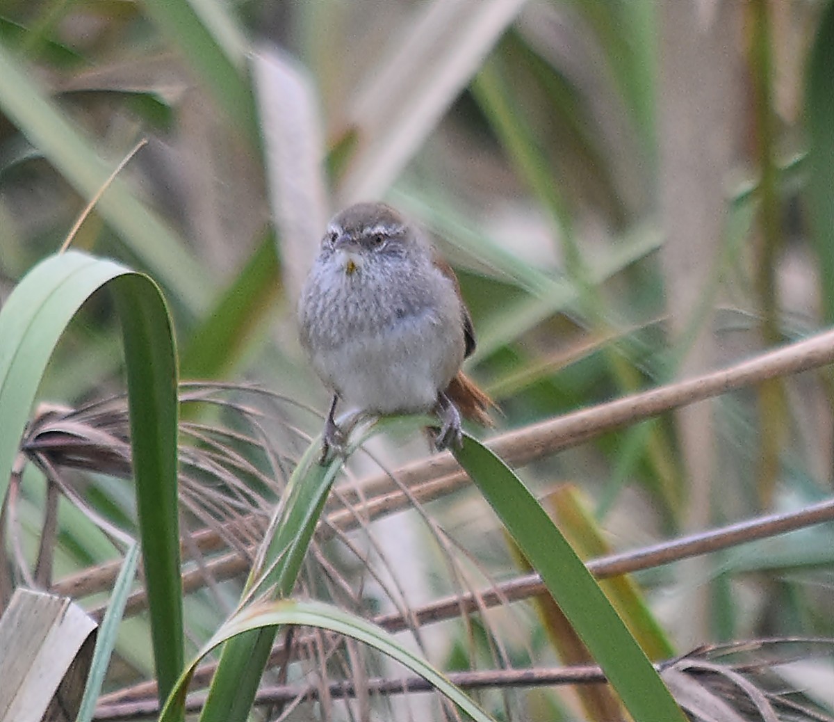 Sulphur-bearded Reedhaunter - ML624252186