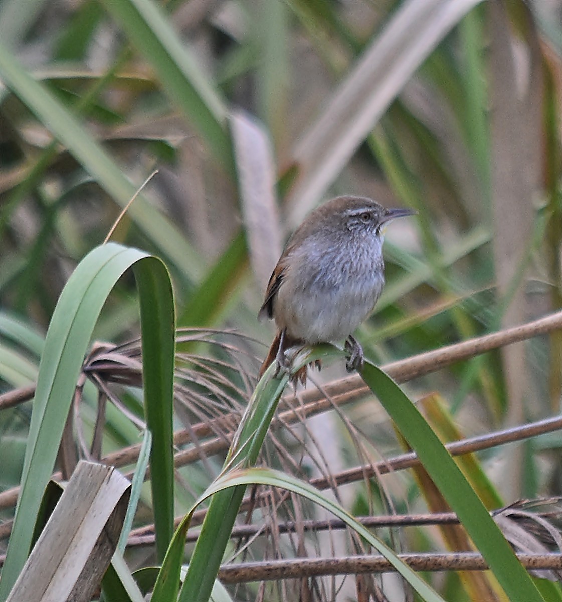 Sulphur-bearded Reedhaunter - ML624252187