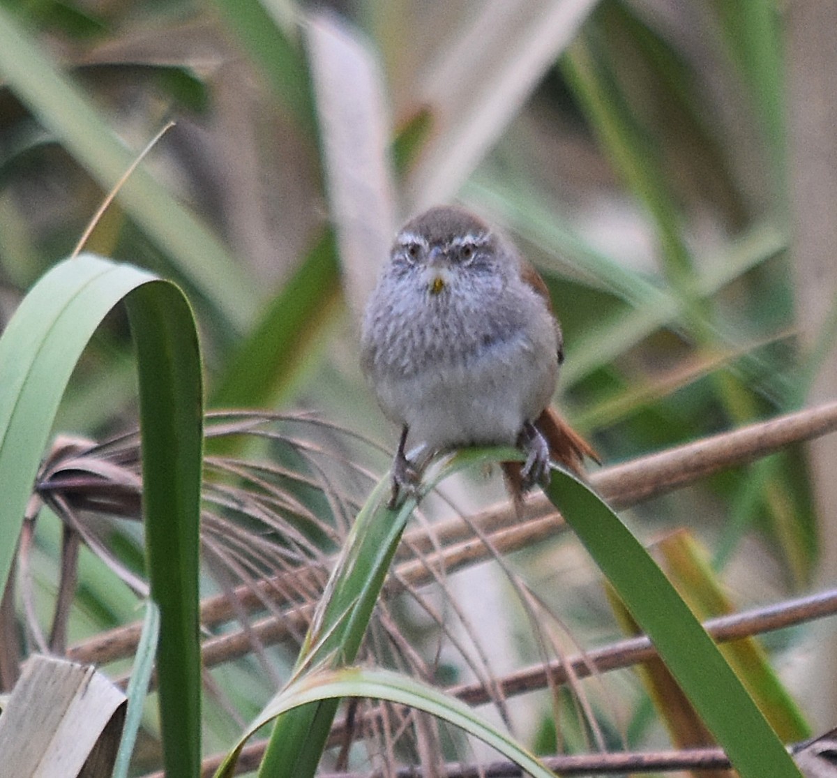 Sulphur-bearded Reedhaunter - ML624252188