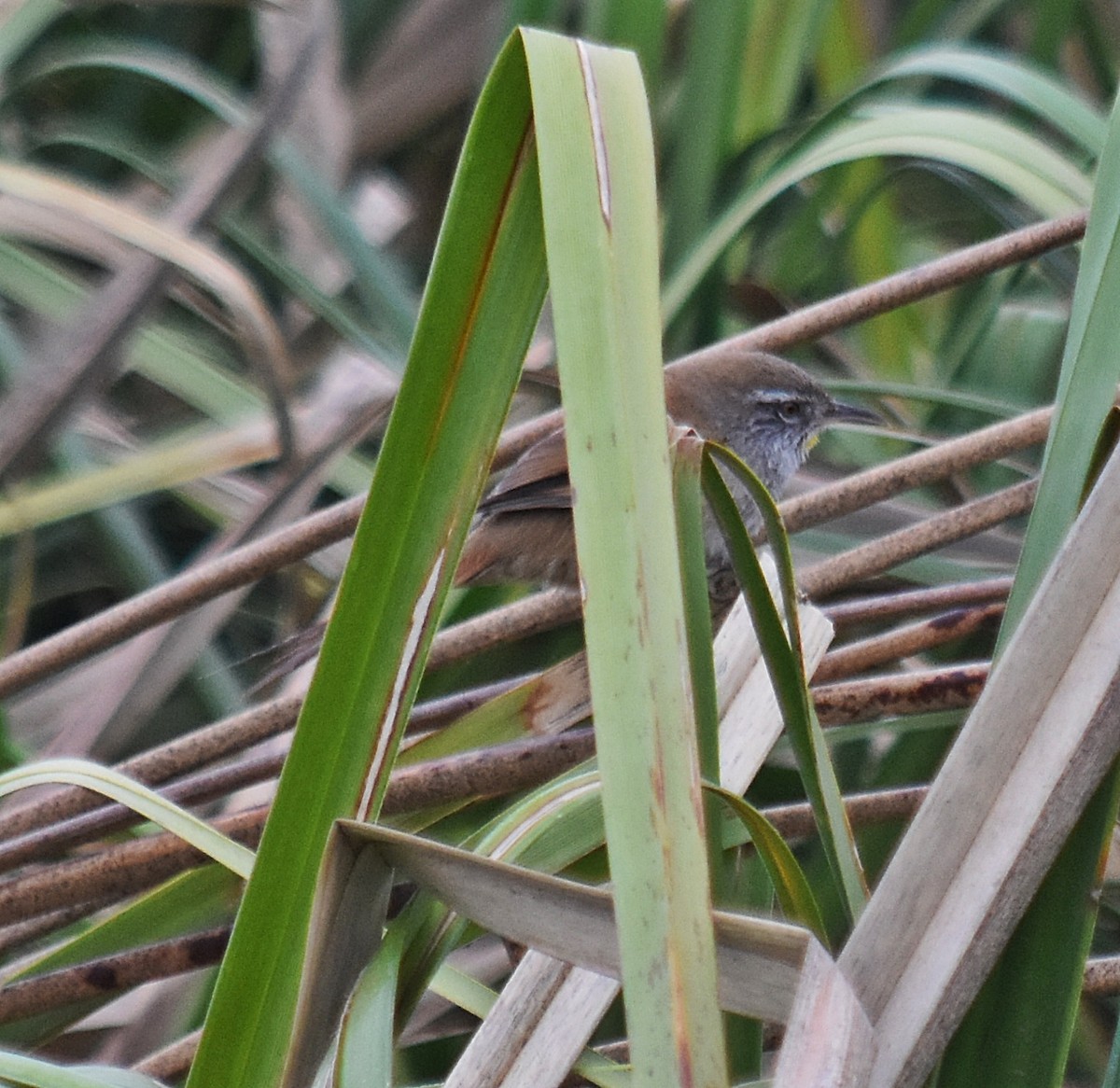 Sulphur-bearded Reedhaunter - ML624252189