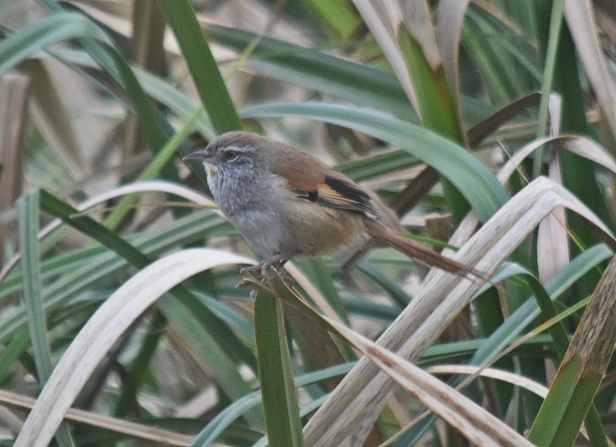 Sulphur-bearded Reedhaunter - ML624252190