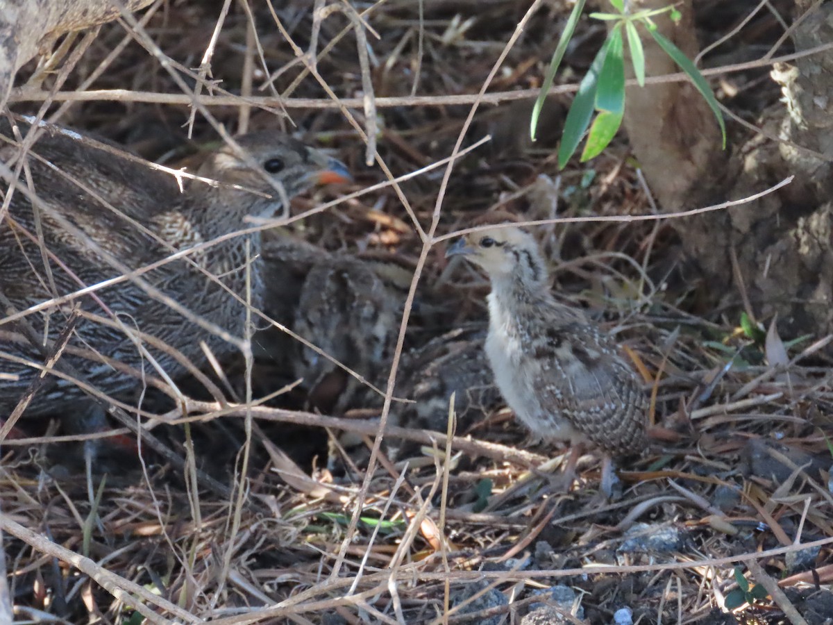 Cape Spurfowl - ML624252212