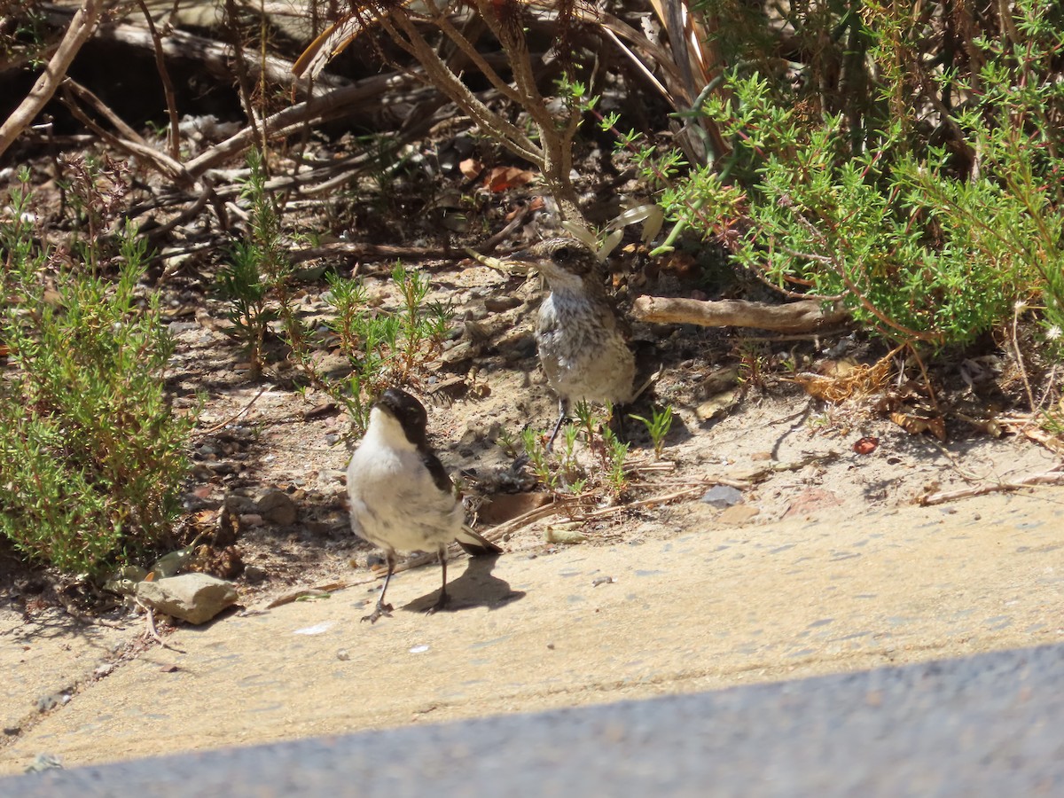 Fiscal Flycatcher - ML624252219