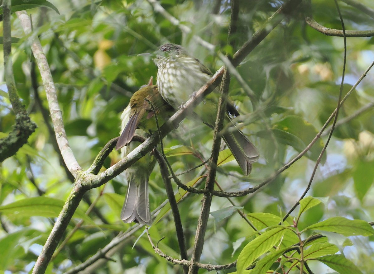 Javan Bulbul - ML624252225