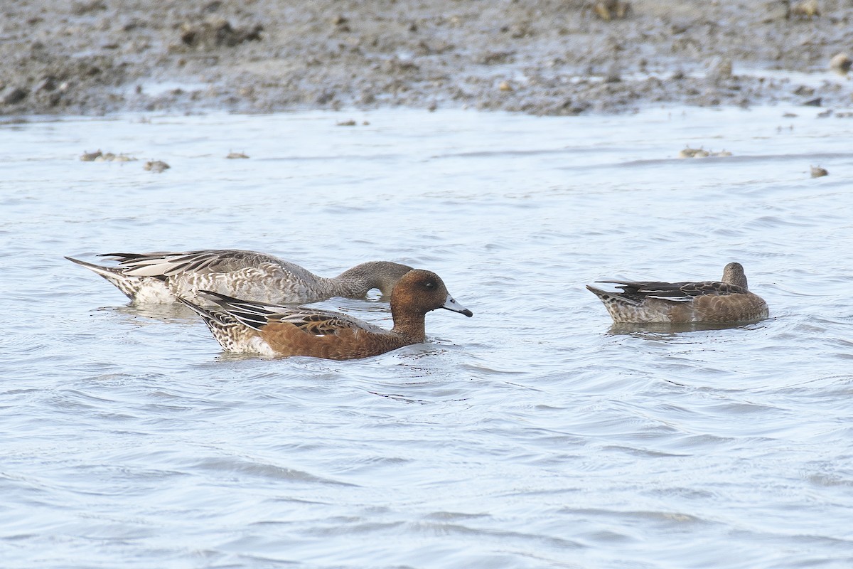 Eurasian Wigeon - Kan Tojima