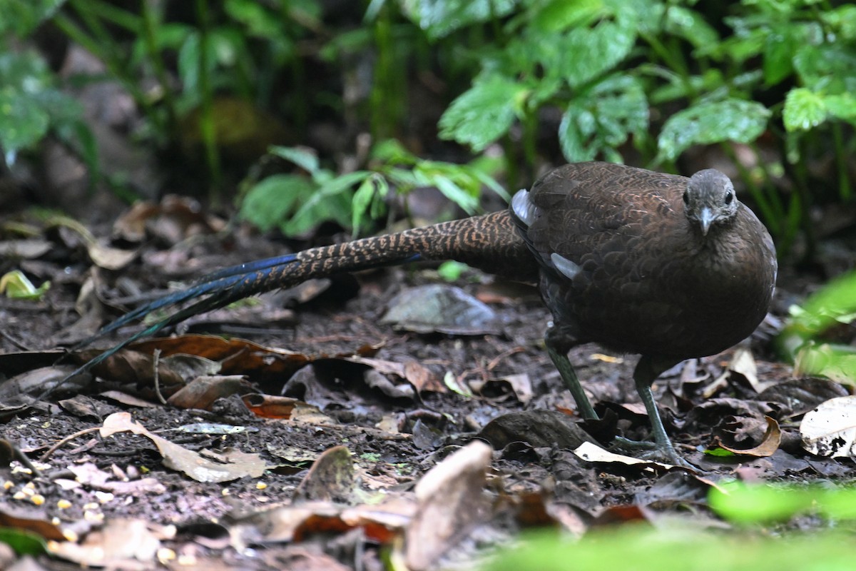 Bronze-tailed Peacock-Pheasant - ML624252243