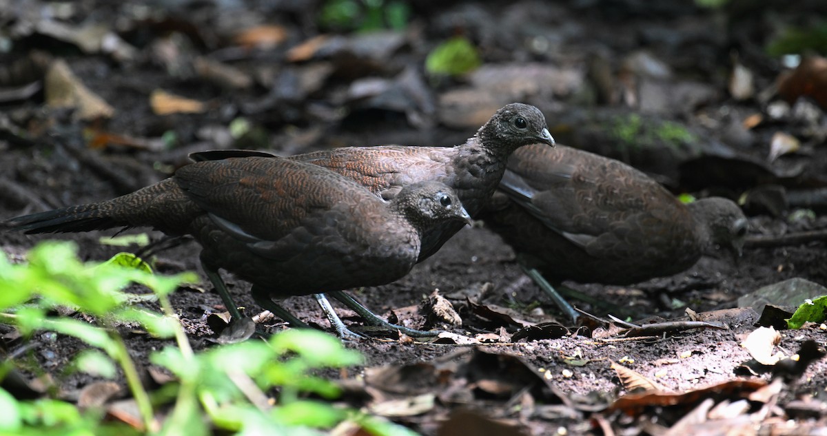 Bronze-tailed Peacock-Pheasant - ML624252246