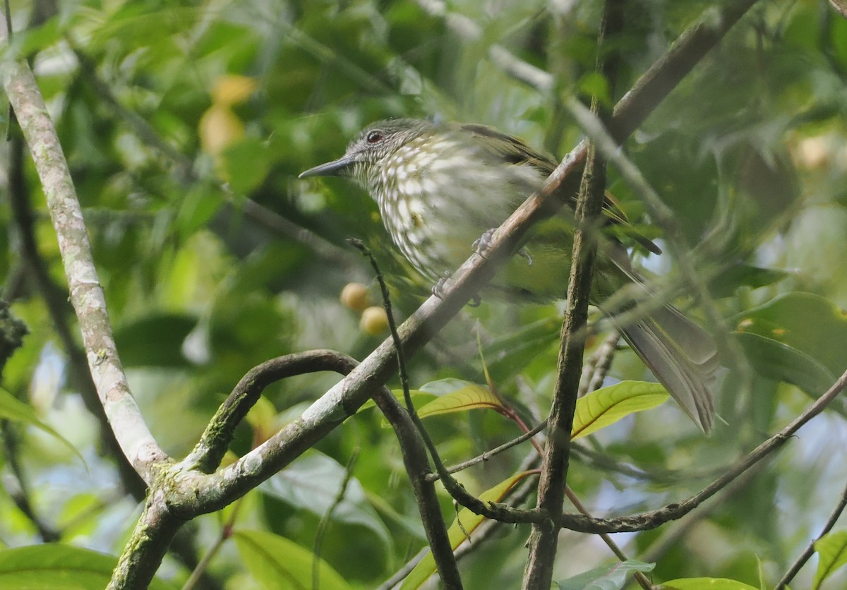Javan Bulbul - ML624252248