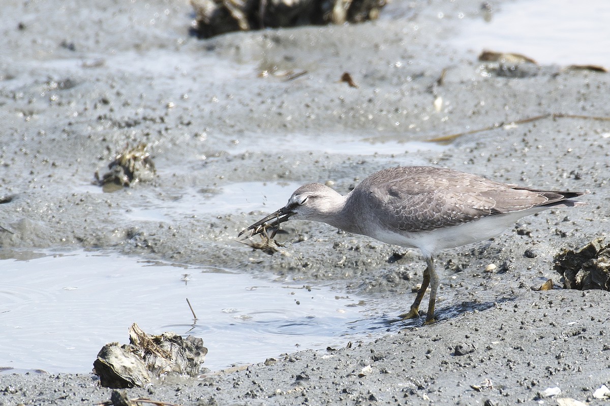 sibirvandresnipe - ML624252262