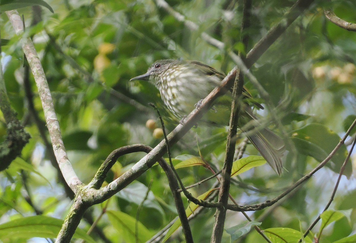 Javan Bulbul - ML624252263