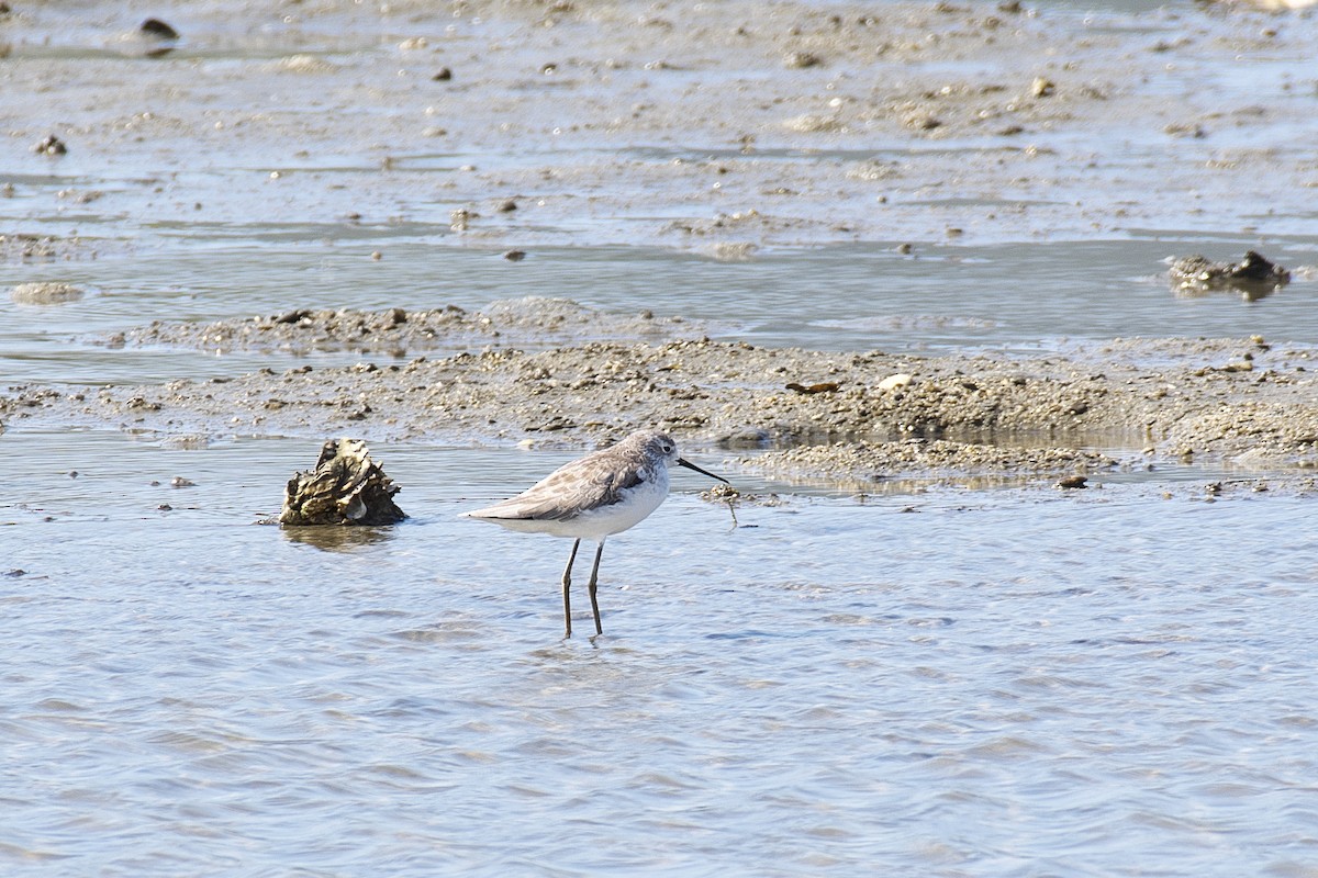 Marsh Sandpiper - Kan Tojima