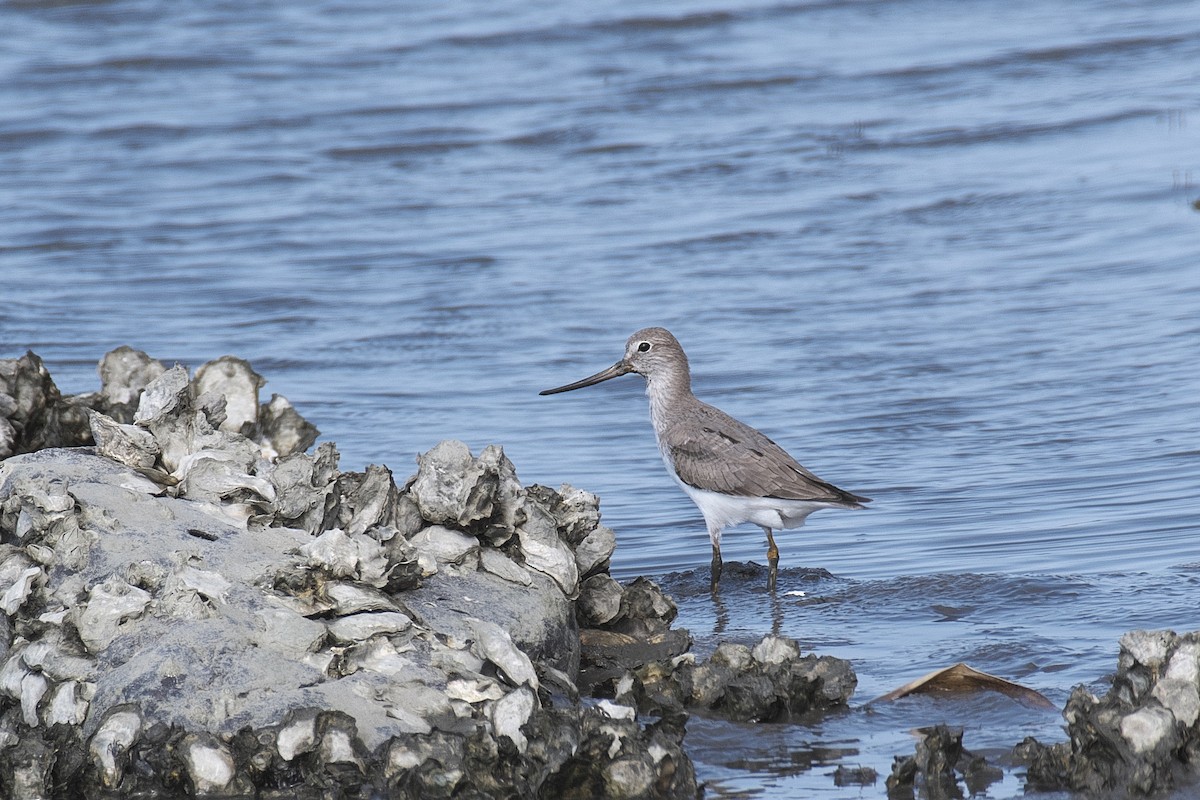 tereksnipe - ML624252283