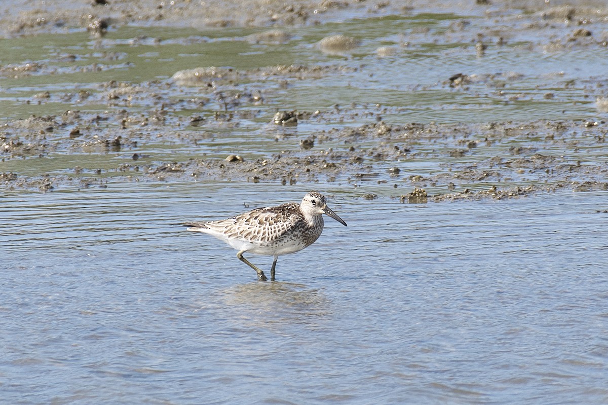 sibirsnipe - ML624252297