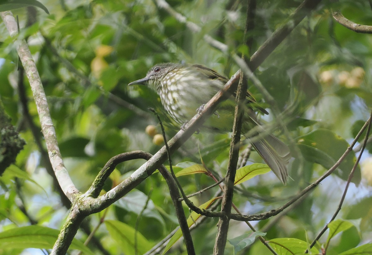 Javan Bulbul - ML624252341
