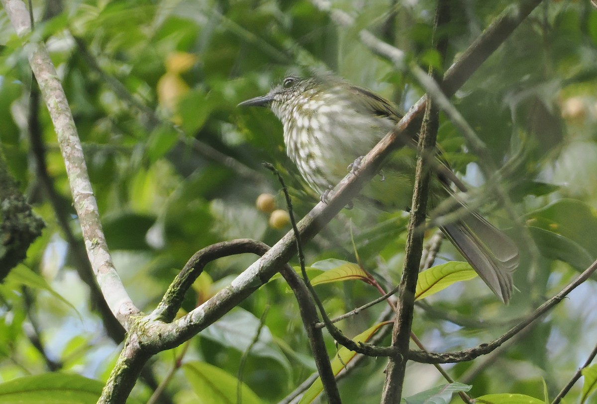 Javan Bulbul - ML624252348