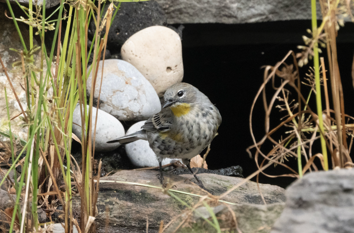 Yellow-rumped Warbler (Audubon's) - ML624252390