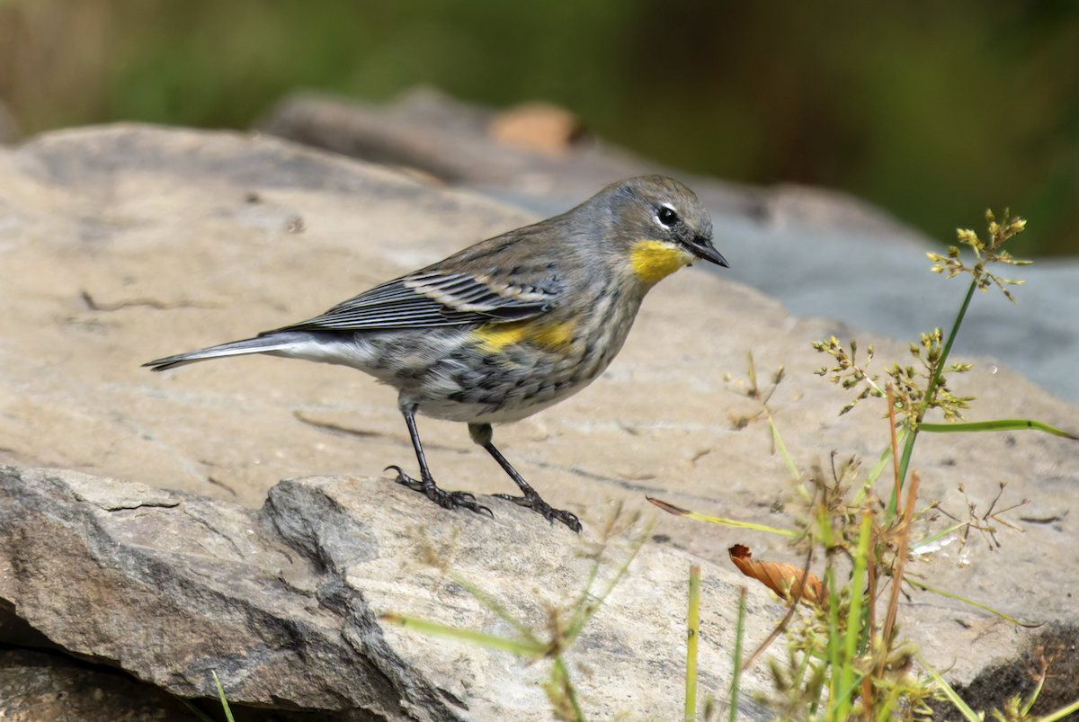 Yellow-rumped Warbler (Audubon's) - ML624252409